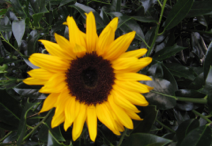 shapeimage_4